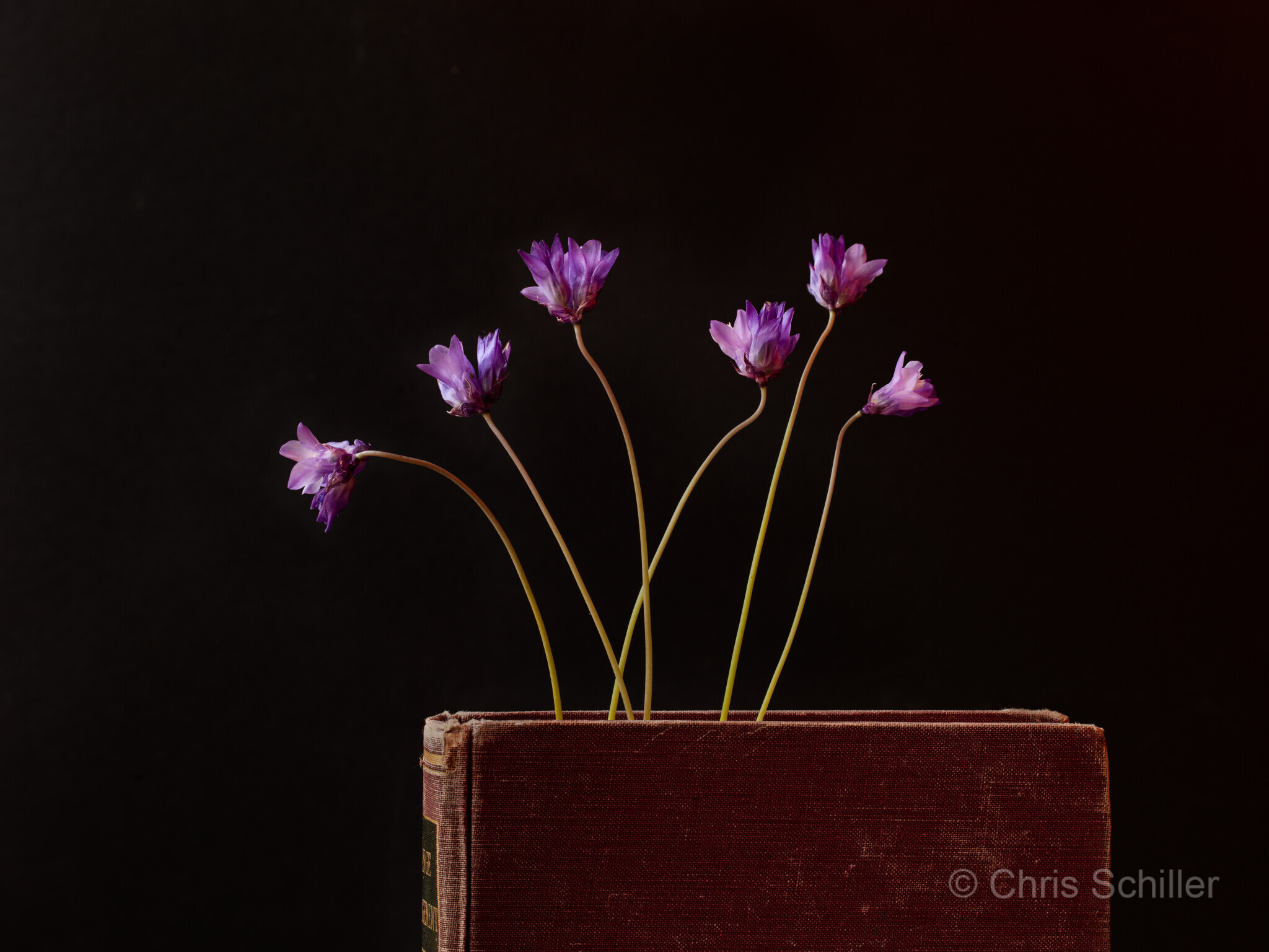 Spring Flowers